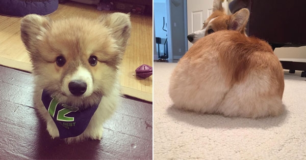 22张激萌生活照证明「柯基绝对是公认的狗狗界最萌霸主」。