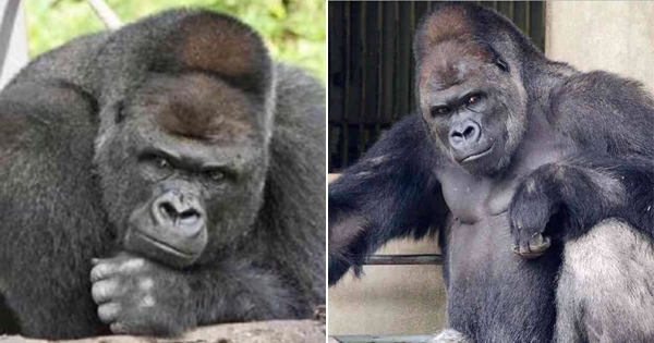 这只男神级的黑猩猩初到日本就靠男模架势爆红，连日本少女也都成群结队前去朝拜牠！