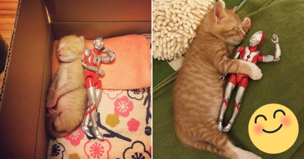 3天大的小猫在街上获救后鹹蛋超人就陪伴在旁边，1年后他们的相处关係让主人都融化了！